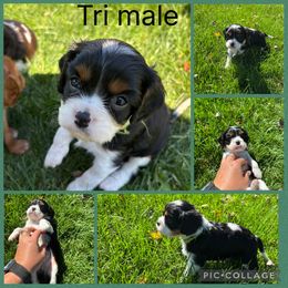 Tri green - Tri-color male Cavalier King Charles Spaniel puppy in Greenleaf, Wisconsin from Ledgetop Family Cavaliers