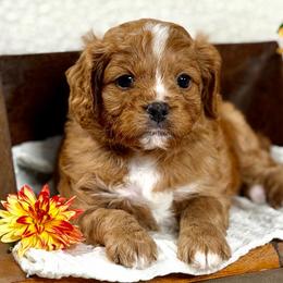 Red boy - Red male Cavapoo puppy in Waukesha, Wisconsin from Bernedoodle Boutique (and Cavapoos)