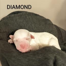 Diamond - Apricot female Goldendoodle puppy in Hendersonville, Tennessee from Ben's Best Buddy Goldendoodles