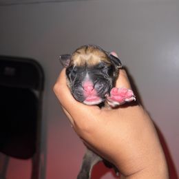 Peach - Fawn female Boxer puppy in Louisville, Kentucky from Nelson’s Fancy Frenchies and Bulldogs