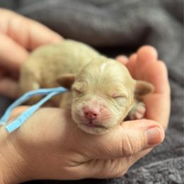 Boy 2 - Apricot male Goldendoodle puppy in Wharton, Texas from Little Fur Friends