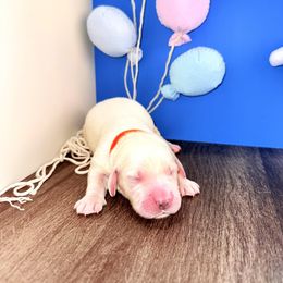 Golden Retriever Puppies from Top Gun Golden Retrievers