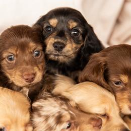 Dachshunds from Natasha Vohs