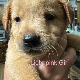 Goldendoodle Puppies from YankeeDoodles