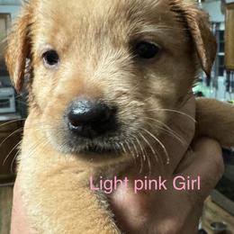 Goldendoodle Puppies from YankeeDoodles
