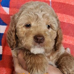 Thing 2- Dr Suess litter - Caramel cream female Labradoodle puppy in Phelan, California from Family Doodles