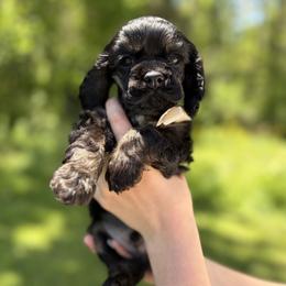 Palmer - Black and tan male Cocker Spaniel puppy in Indiana from muddy boots cocker spaniels and cockapoos