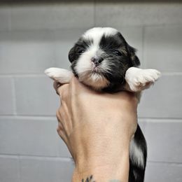 Shih Tzu Puppies from Wandering Tzu
