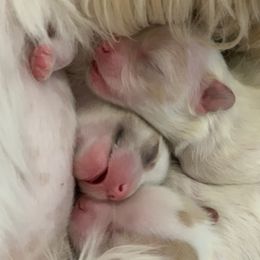 Shihpoos and Shih Tzus from Pheasant Hill Farms