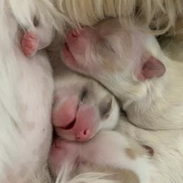 Shihpoos and Shih Tzus from Pheasant Hill Farms