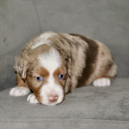 MICAH - Red merle male Miniature American Shepherd puppy in Bixby, Oklahoma from Roeboat Aussies