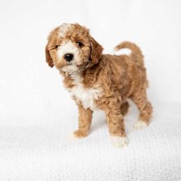 Maple - Apricot female Goldendoodle puppy in Meridian, Idaho from Country Club Doodles