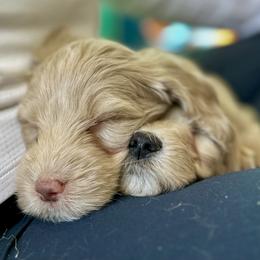 Australian Cobberdog Puppies from Mud Pies Australian Cobberdogs
