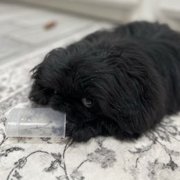Jack of Spades - Pekingese puppy from Sassy's Forever Pekingese