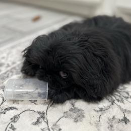 Jack of Spades - Pekingese puppy from Sassy's Forever Pekingese