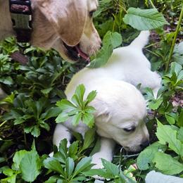 Ms. 1 - Yellow female Labrador Retriever puppy in Norwell, Massachusetts from Gabriel Ben-Yosef's Labs