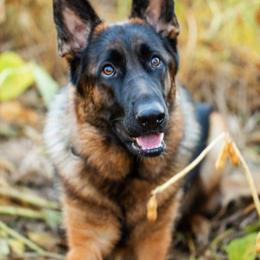 German Shepherds from Southern Creek (Vom Südbach) German Shepherds