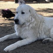 Gio - Maremma Sheepdog