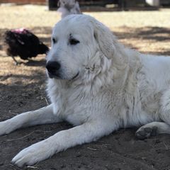 Gio - Maremma Sheepdog