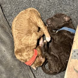 Poodle Puppies from Cano Homestead Poodles