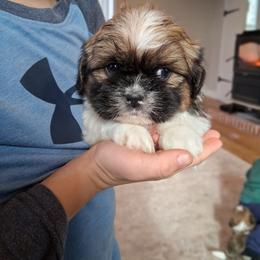 Jake - Brindle and white male Shih Tzu puppy in Lebanon, Pennsylvania from Stoney Acre Farms
