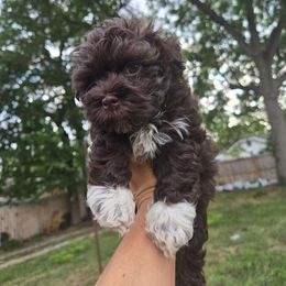 Boy 2 - Havanese puppy from Havanese Puppies Columbus