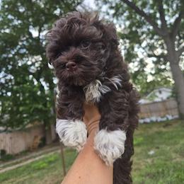 Boy 2 - Havanese puppy from Havanese Puppies Columbus