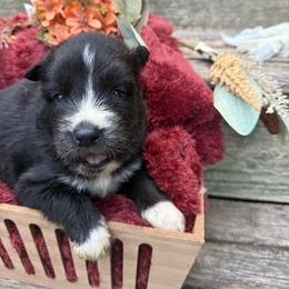 Shadow - Black and white male Siberian Husky puppy in Ravena, New York from Osiris’s Siberians & Pomskies