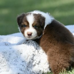 Honor - Red tri-color male Australian Shepherd puppy in Chickasha, Oklahoma from Rustic Lace