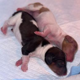 Dachshund puppies from ThePuppyVille