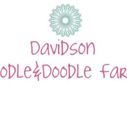 Bernedoodles, Goldendoodles, and Poodles from Davidson Poodle & Doodle Farm