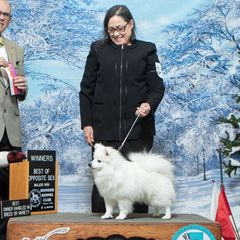 American Eskimo Dogs from Brilliant