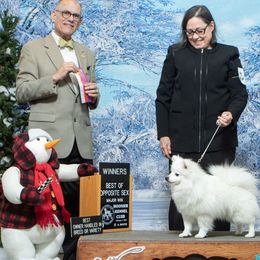 American Eskimo Dogs from Brilliant