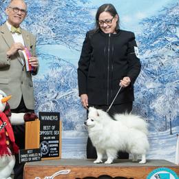 American Eskimo Dogs from Brilliant