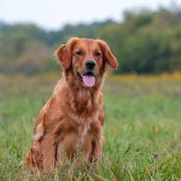 Mercy - Golden Retriever