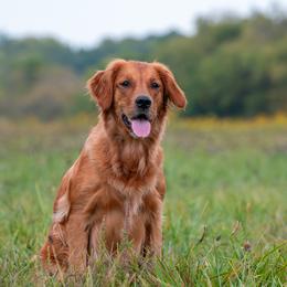 Mercy - Golden Retriever