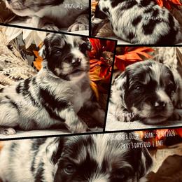 (8) Chanel, BMF - Blue merle female Miniature American Shepherd puppy in Huntington, Texas from JKKJ Farms, LLC