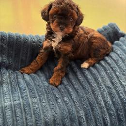 Nova - Phantom female Poodle puppy in Kissimmee, Florida from Unique Poodles