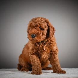Whopper - Green Collar - Apricot male Schnoodle puppy in Caldwell, Idaho from Boise Doodle Co.