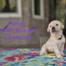 Morgan - Yellow female Labrador Retriever puppy in Rogue River, Oregon from PNW Labradors