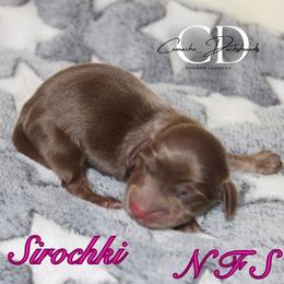 Sirochki - Chocolate and cream female Dachshund puppy in Huntington, Texas from Camacho_Dachshunds