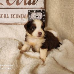 Buster - Red tri male Miniature Australian Shepherd puppy in Logansport, Indiana from Sandy Hill Farm Aussies, LLC