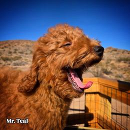 Mr. Teal - Red male Aussiedoodle puppy in Dolan Springs, Arizona from High Desert Companions