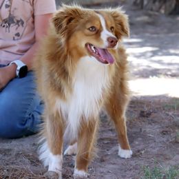 Woody - Toy Australian Shepherd
