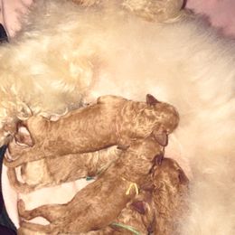 Aussiedoodle, Poodle, and Yorkipoo Puppies from Romano Juarez Puppies