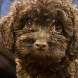 Companion Crosses, Havanese, Havapoos, Maltese, and Maltipoos from 3 Bs Havanese-PUPPIES with  PURPOSE
