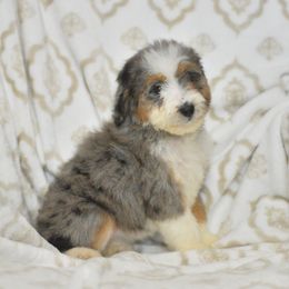 Invisible Woman - Blue merle female Aussiedoodle puppy in Delta, Colorado from PTK Ranch