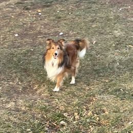 Kansas - Shetland Sheepdog