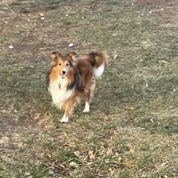 Kansas - Shetland Sheepdog