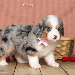 Cherry - Blue merle female Bernedoodle puppy in St Joe, Indiana from Pawsh Bernedoodles